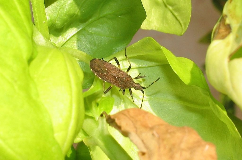 Dicranocephalus marginicollis da S Pasquale (OT)